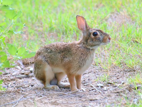 Eastern Cottontail