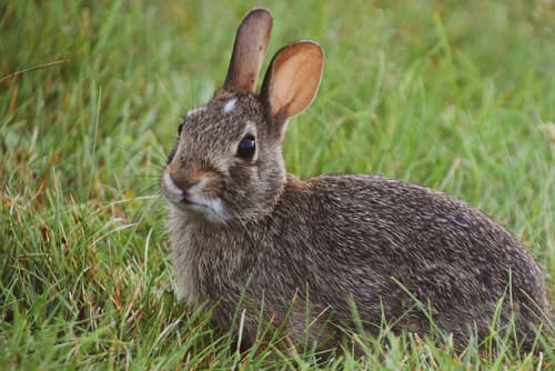 Eastern Cottontail