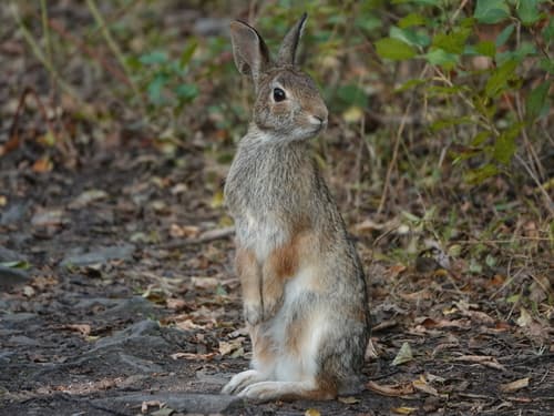 Eastern Cottontail
