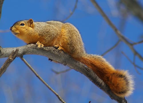 Eastern Fox Squirrel