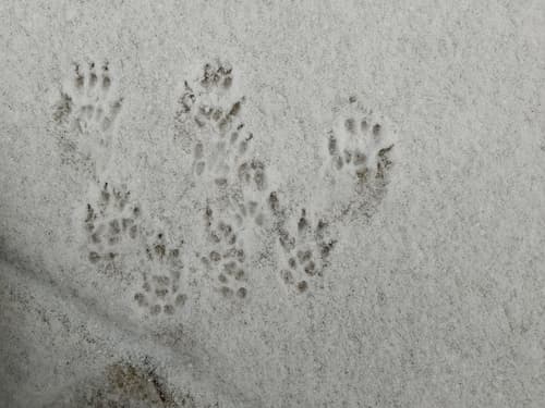Eastern Fox Squirrel