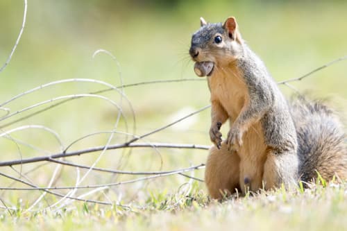 Eastern Fox Squirrel
