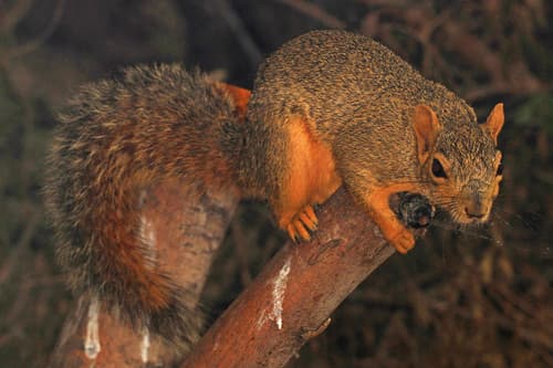 Eastern Fox Squirrel