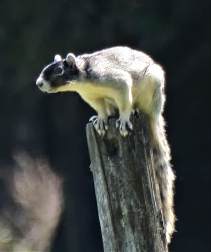 Eastern Fox Squirrel