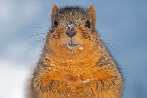 Eastern Fox Squirrel