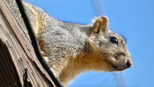 Eastern Fox Squirrel