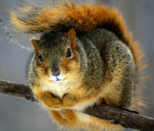 Eastern Fox Squirrel