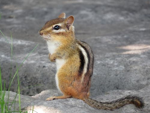 Eastern Chipmunk