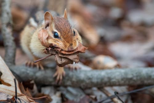 Eastern Chipmunk
