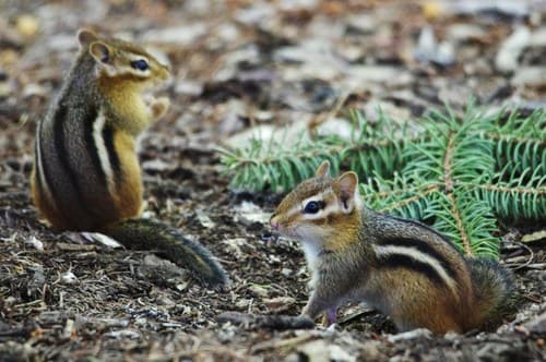 Eastern Chipmunk