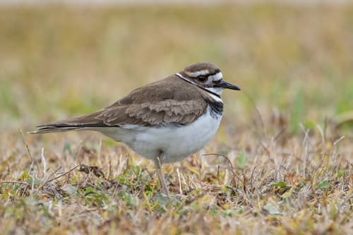 Killdeer