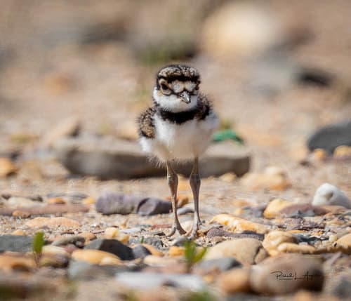 Killdeer