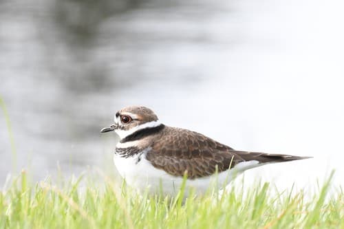 Killdeer