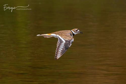 Killdeer