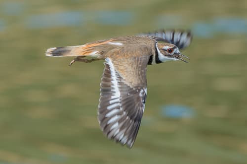 Killdeer