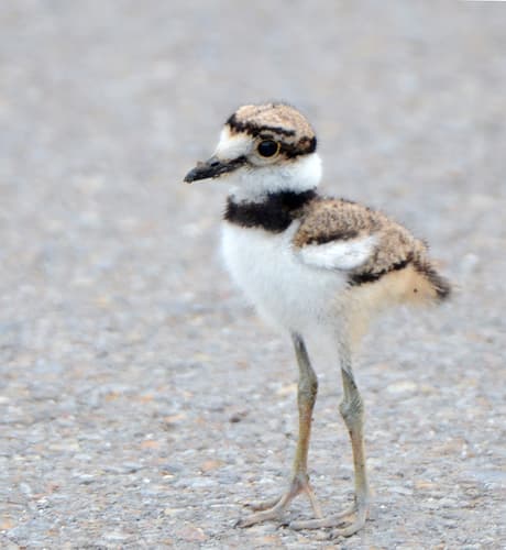 Killdeer