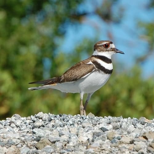 Killdeer