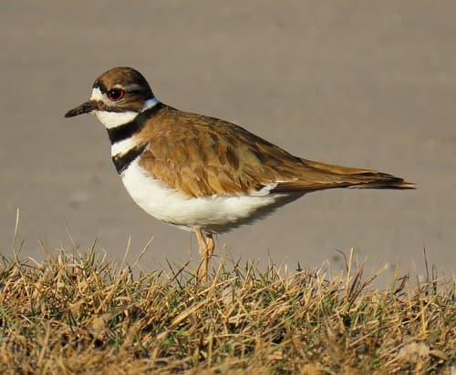Killdeer