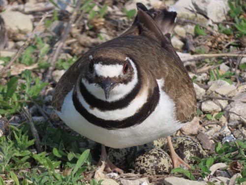 Killdeer