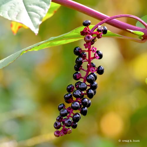 American pokeweed