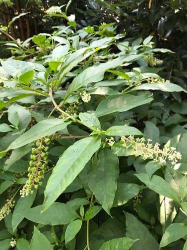American pokeweed