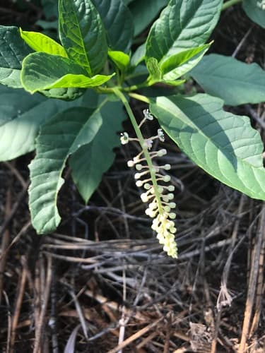 American pokeweed