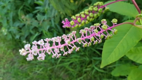 American pokeweed