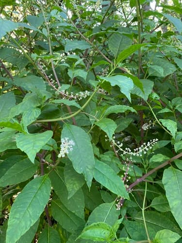 American pokeweed