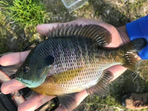 Bluegill