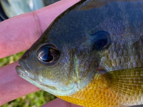 Bluegill