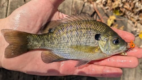 Bluegill