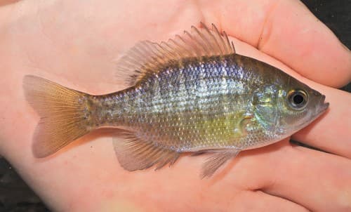 Bluegill