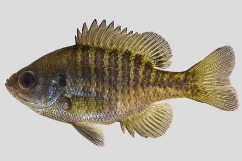 Bluegill