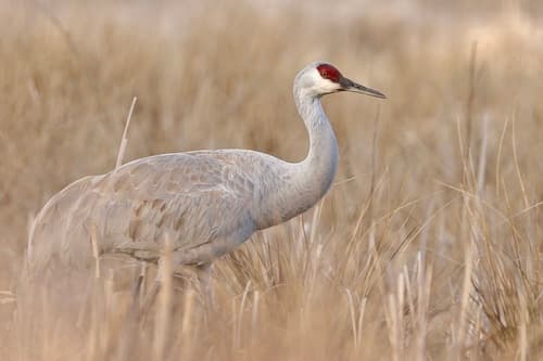Sandhill Crane