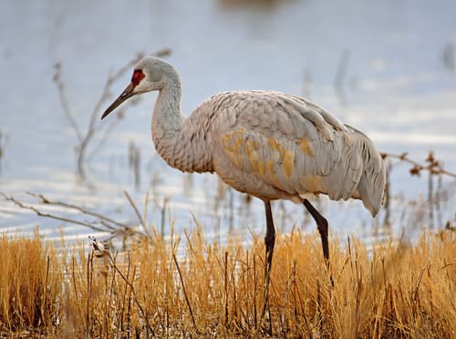 Sandhill Crane