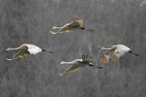 Sandhill Crane