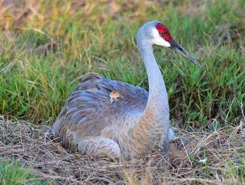 Sandhill Crane