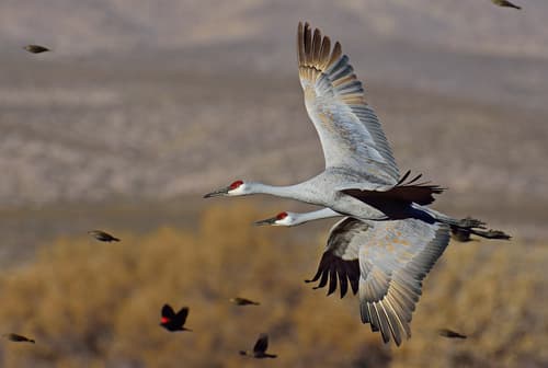 Sandhill Crane