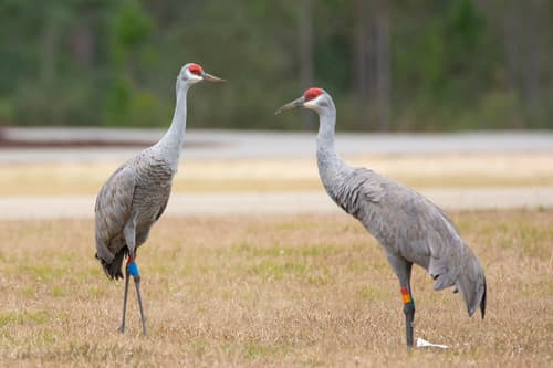 Sandhill Crane