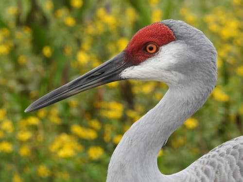Sandhill Crane
