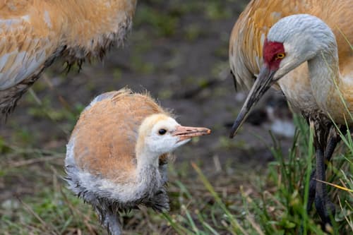 Sandhill Crane