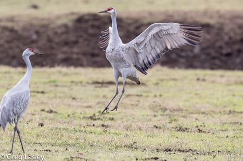 Sandhill Crane