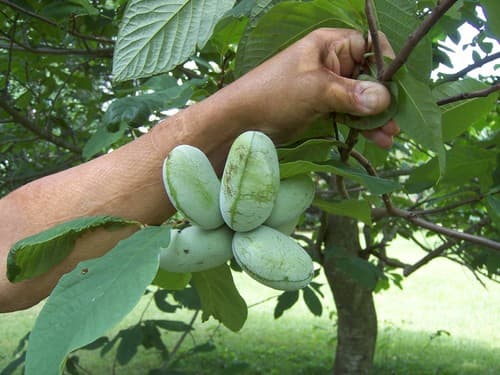 common pawpaw