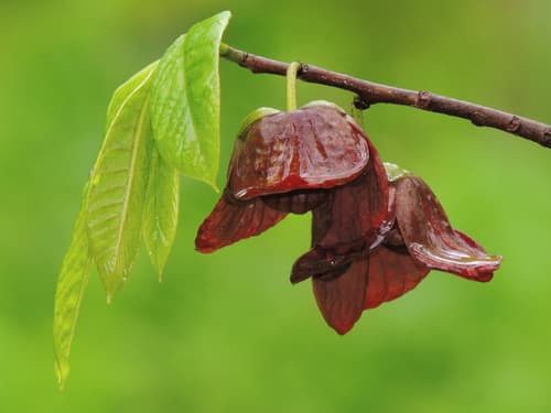 common pawpaw