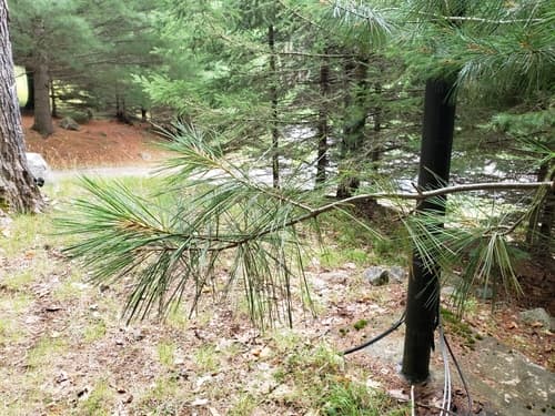 eastern white pine