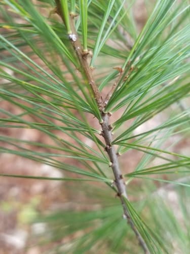 eastern white pine
