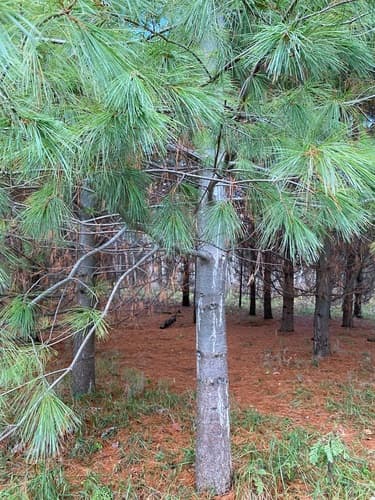 eastern white pine