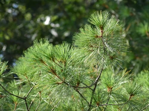 eastern white pine