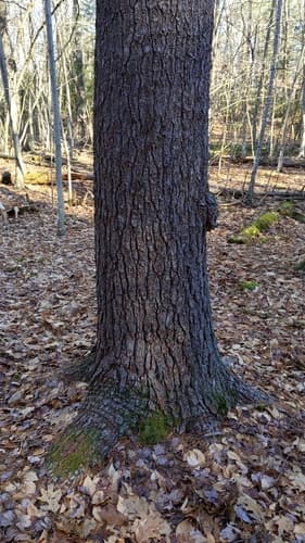 eastern white pine