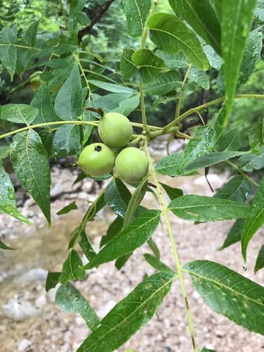 eastern black walnut